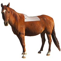EQUImeasure on horse